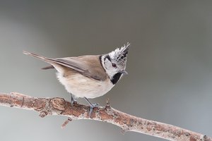 Haubenmeise (parus cristatus)