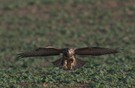 Bussard