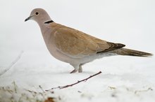 Türkentaube im Schnee