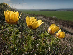 Frühlingssehnsucht