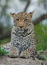 Leopardenweibchen im Sabi Sands Reserve