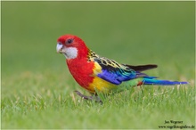 Rosellasittich (Platycercus eximius) Eastern Rosella