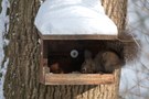 hörnchen/körnchen buffet..