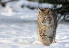 Junger Luchs im Schnee