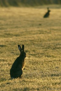 Treffen im Sonnenaufgang