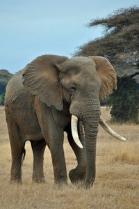 Elefant