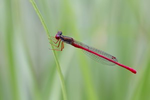 Männchen der Späten Adonislibelle