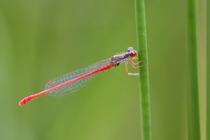 Parasitenbefall