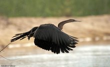 Schlangenhalsvogel im Abflug