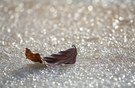 Herbstblatt