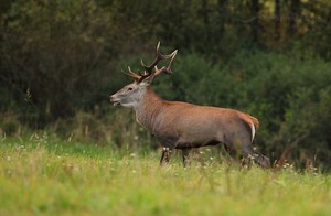 Rothirsch (Cervus elaphus)