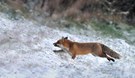 Fuchs auf der Flucht