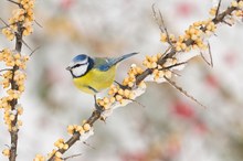 Blaumeise (Parus caeruleus)