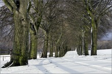 [ Winter-Baum-Allee ]