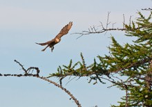 Da der gestrige Merlin...