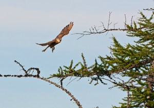 Da der gestrige Merlin...