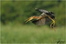 Purpurreiher (Ardea purpurea)