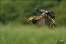 Purpurreiher (Ardea purpurea)