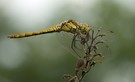 Sympetrum striolatum – Große Heidelibelle