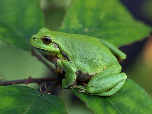 Europäische Laubfrosch (Hyla arborea)