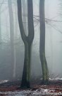 Nebel im Buchenwald