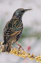 Star (Sturnus vulgaris)