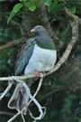 Wood Pigeon
