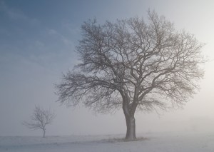 Winterbäume