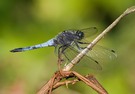 Großer Blaupfeil (Orthetrum cancellatum)