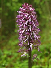 Orchis x angusticruris (Orchis purpurea x simia)