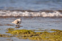 Calidris alba