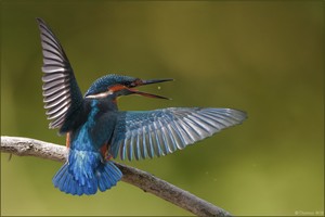 [ wings of kingfishers ~6 ]