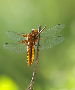 Plattbauchlibelle  (Libellula depressa)
