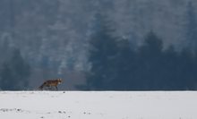 Rotfuchs  (Vulpes vulpes)