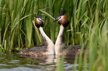 Haubentaucher (Podiceps cristatus)