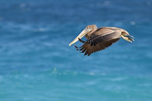 Großer Vogel