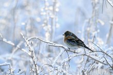 Wintergast an Naturfütterung