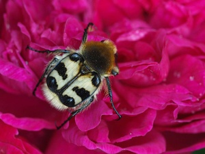 Gebänderte Pinselkäfer (Trichius fasciatus)