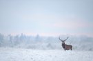 Red deer