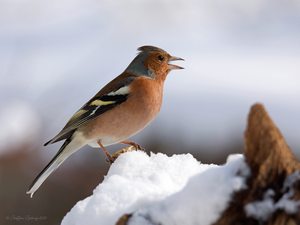 "Winterfink" bei ...
