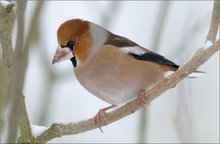 Kernbeißer (Coccothraustes coccothraustes)