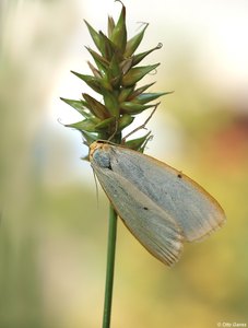 Cybosia mesomella (Elfenbein-Flechtenbärchen)