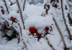 Ein Hauch von Sommer mit Hut aus Schnee