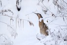 Rohrdommel im Winter