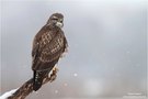 Bussard