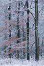 Buchen im Winter