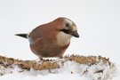 Eichelhäher (Garrulus glandarius)