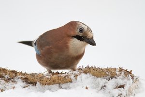 Eichelhäher (Garrulus glandarius)