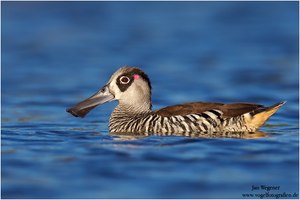 Rosenohrente (Malacorhynchus membranaceus) Pink-eared Duck