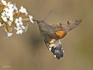 Taubenschwänzchen (Macroglossum stellatarum)